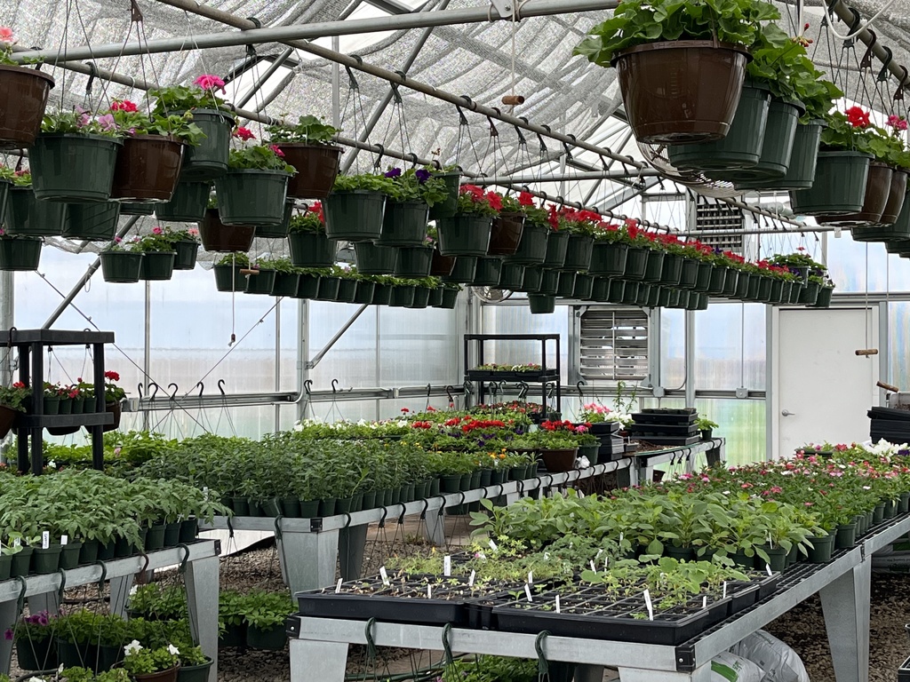 Plants in the greenhouse ready to purchase